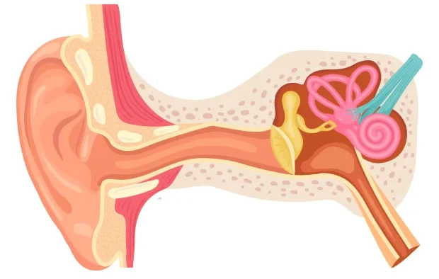 Chronic Otitis Media